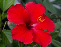 HIBISCUS FLOWER 