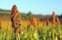 https://jp.tradekey.com/product_view/Guinea-Corn-sorghum-9160209.html