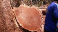 African hardwood logs 