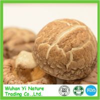 Dried Mushrooms Supplier in China
