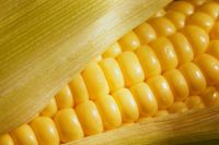 Maize | Maize Exporter | Corn Grain Seller | Maize Buyer | Bulk Maize Grain Importer | Corn bean Buyer | Corn bean Wholesaler | Corn Grain Manufacturer | Best Quality Corn Grain | Cheap Maize Supplier | Low Price Corn | Yellow Corn | White Cron | Baby Mai