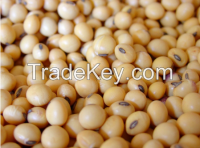 soybean