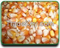 Yellow Corn