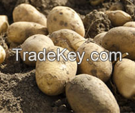Potatoes (Aaloo)