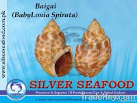 Baigai(Babylonia)