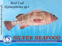 Reef Cod, Epinephelus Sp