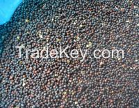 rapeseed (canola seeds)