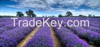 LAVENDER POTTED / CUTTINGS / DRIED