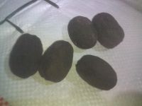 TOP Bismarckia Nobilis Seeds