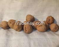 Walnuts Hazelnuts from Poland, currently in UK