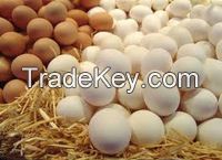 100% grade A fresh  tabe chicken white and brown eggs for sale