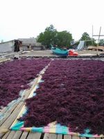 Dried RED / PURPLE Eucheuma Cottonii Seaweed