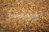 Wheat 3 , 4, 5 class from Kazakhstan