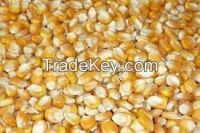 Yellow corn