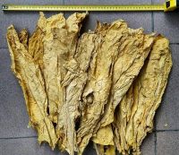 Whole leaves of Virginia from Southern Poland
