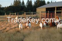 100% Full Blood Boer Goats,live Sheep, Cattle, Lambs Ready for export