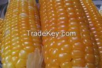 Corn (Maize)