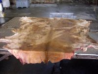 WET SALTED HORSE HIDE, COW HIDES