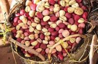 High Quality Kola Nut