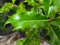 Holly Leaf