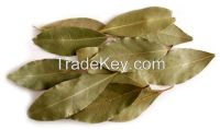 Dried Bay Leaf