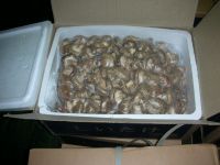 Fresh shiitake / Mushroom