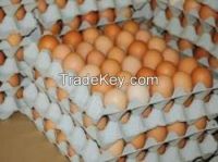 High Quality White / Brown Chicken Table Eggs In Trays and Cartons 