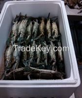Fresh Blue Crabs (callinectes sapidus)