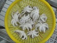 Best quality of WHOLE CLEANED BABY OCTOPUS IQF!!!!!!!!!!