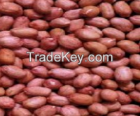 Groundnut Seeds