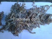 Euchema cottonii seaweed