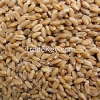 https://ar.tradekey.com/product_view/Barley-Seeds-7703345.html