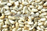 Safflower seeds