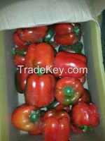 Fresh Pepper (Capsicum)