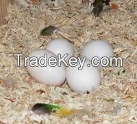 Chicken Eggs