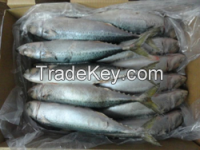 Frozen Indian Mackerel