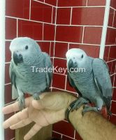 Parrots and Fertile Parrot Eggs for Sale