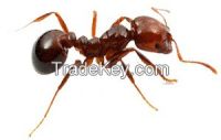 https://jp.tradekey.com/product_view/Ant-Repellent-7719557.html