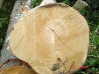 European Beech, oak, maple logs and planks