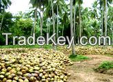 Sri Lanka Coconut