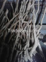 Raw Tongkat Ali root