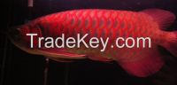 Top Quality Super Arowana Fish,Back Golden,Super Red,Red Tail Golden,Green variety Arowana.
