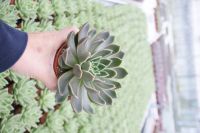 Echeveria mix