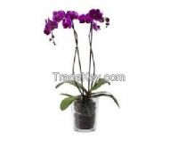 Phalaenopsis All Colors