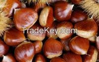 https://es.tradekey.com/product_view/Best-Quality-Chest-Nut-cashew-Nuts-Pinenuts-Brazil-Nuts-Grade-A--7727737.html