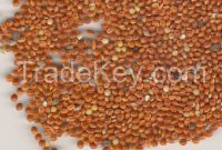 Yellow millet