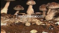 Mushroom,shiitake