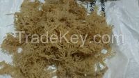 eucheuma cottoni seaweed