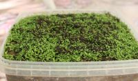 Helichrysum italicum (Immortelle) organic seeds