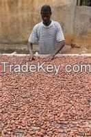 High Grade Dried Raw Cocoa Beans for Sale 